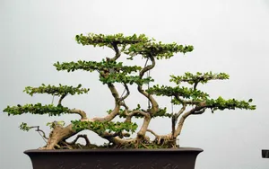 盆景图片_11