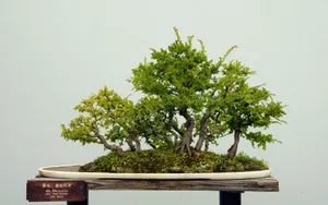 盆景图片_12
