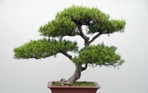 盆景图片_13