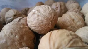 薄皮核桃图片_10