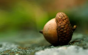 美味坚果榛子图片壁纸_3