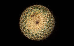 宽屏千年生物 第五辑_3