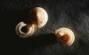 宽屏千年生物 第四辑
