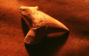 宽屏千年生物 第四辑_8