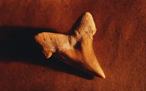 宽屏千年生物 第四辑_9