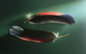 宽屏千年生物 第四辑_13