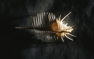 宽屏千年生物 第四辑_14