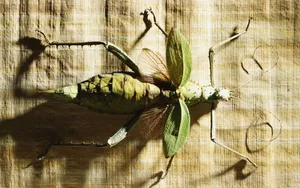 宽屏千年生物 第四辑_17