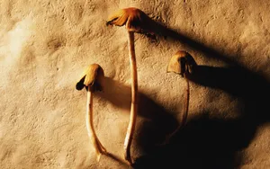 宽屏千年生物 第四辑_19