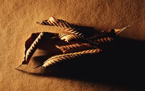 宽屏千年生物 第三辑_1