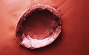 宽屏千年生物 第三辑_3