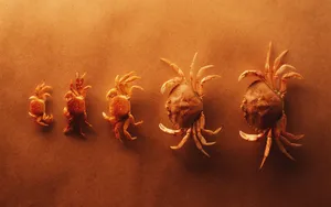 宽屏千年生物 第三辑_11