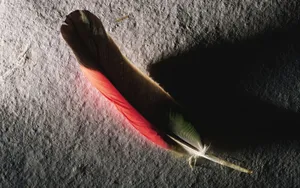 宽屏千年生物 第三辑_16