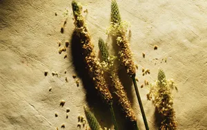 宽屏千年生物 第二辑_2