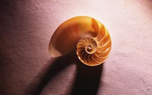 宽屏千年生物 第二辑_18