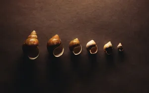 宽屏千年生物 第二辑_19