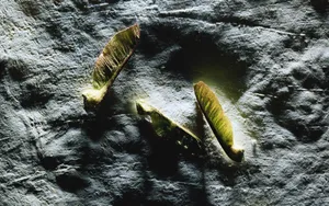 宽屏千年生物 第一辑_9