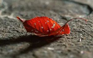 岁月烙印 第二辑_12