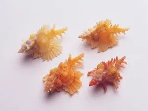 贝壳海螺 第三辑_2