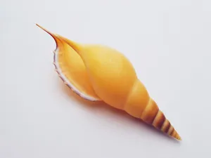 贝壳海螺 第三辑_6