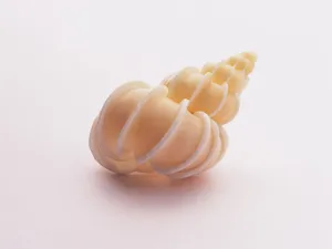 贝壳海螺 第三辑_7