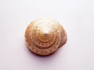 贝壳海螺 第三辑_8