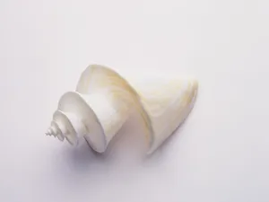 贝壳海螺 第三辑_9