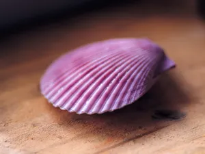 贝壳海螺 第三辑_15