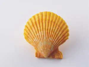 贝壳海螺 第三辑_16