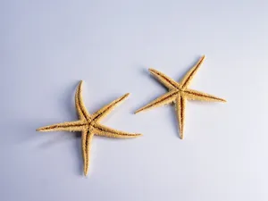 贝壳海螺 第三辑_17