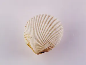 贝壳海螺 第二辑