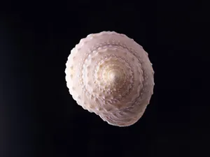 贝壳海螺 第二辑_2