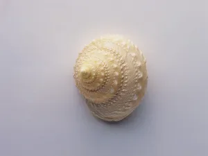 贝壳海螺 第二辑_8