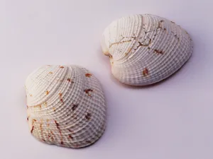 贝壳海螺 第二辑_9