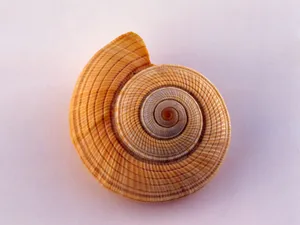 贝壳海螺 第二辑_12
