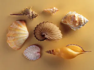 贝壳海螺 第二辑_19