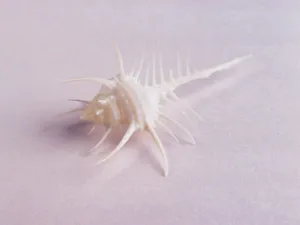 贝壳海螺 第一辑