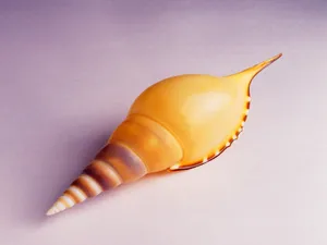 贝壳海螺 第一辑