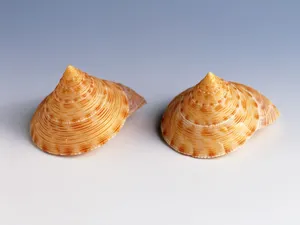 贝壳海螺 第一辑_5
