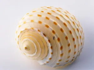 贝壳海螺 第一辑_6