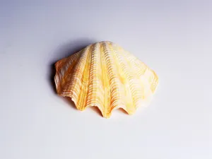贝壳海螺 第一辑_7