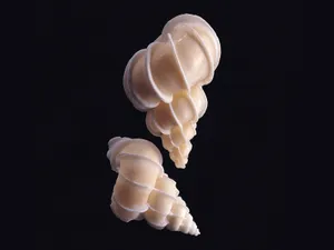 贝壳海螺 第一辑_8