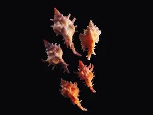 贝壳海螺 第一辑_9
