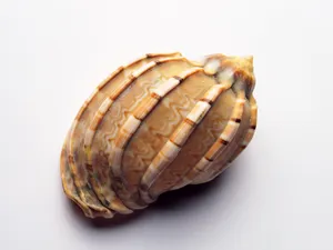 贝壳海螺 第一辑_10
