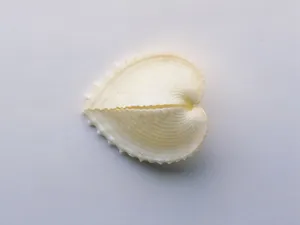 贝壳海螺 第一辑_11