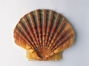 贝壳海螺 第一辑_13