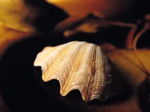 贝壳海螺 第一辑_14