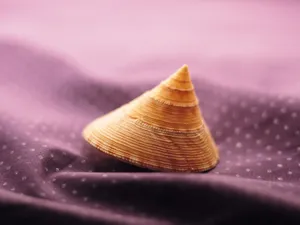 贝壳海螺 第一辑_15