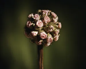 静物留影 第一辑_17
