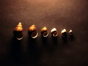 千年生物 第一辑